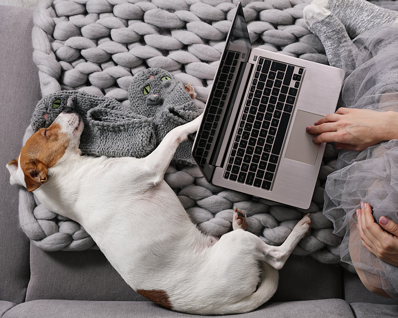 Dog near computer for teletherapy in Chicago